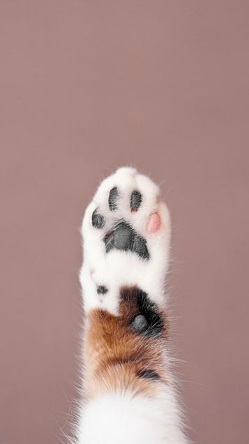 足 素材 壁紙 かわいい 猫 肉球 可愛い猫のスマホiphone壁紙 イラスト 写真 画像 待ち受け画面 Naver まとめ