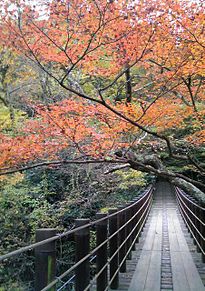 紅葉 紅葉 秋 橋 自然 木 風景の画像(プリ画像)