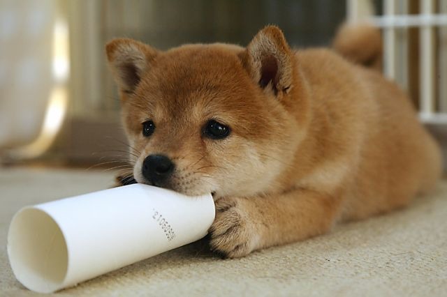 筒を口にくわえている犬 かわいい癒しのペットたちの画像を動物別にまとめてみた Naver まとめ