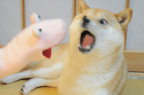 画像 So Funny Shiba Inu かわいい柴犬たちのおもしろ動画 画像集 Naver まとめ