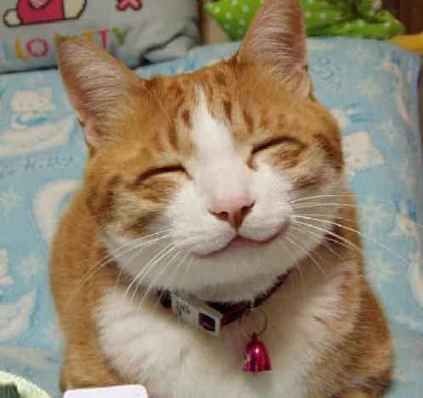 笑う猫 面白い画像 7623934 完全無料画像検索のプリ画像 おもしろ画像 寄せ集め Naver まとめ