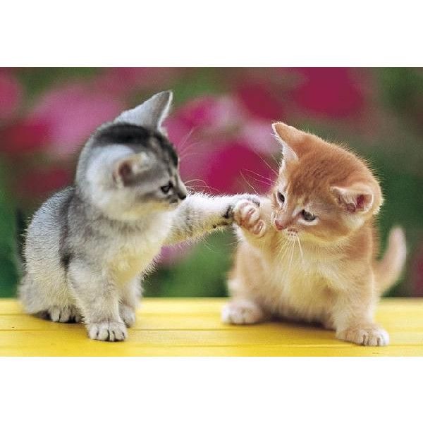 ﾈｺ 猫 動物 かわいい 壁紙 待ち受け 高画質の画像集152点 6 完全 とにかく癒される 可愛すぎる動物たち Naver まとめ